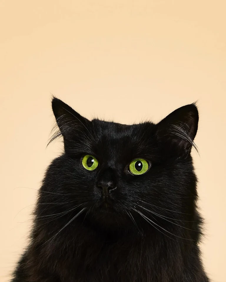 Long-haired black cat in front of a plain peach backdrop