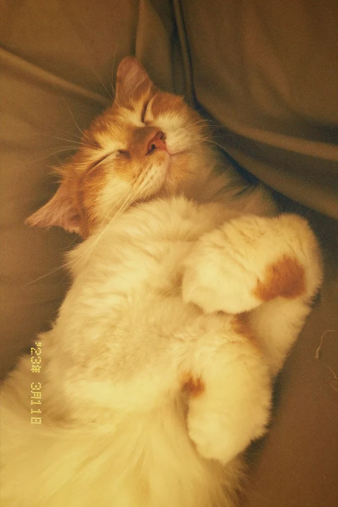 Warm film photo of a sleeping orange and white cat, with a yellow dot-matrix date stamp reading ’23年 3月11日 printed sideways over its white fur near the left edge.